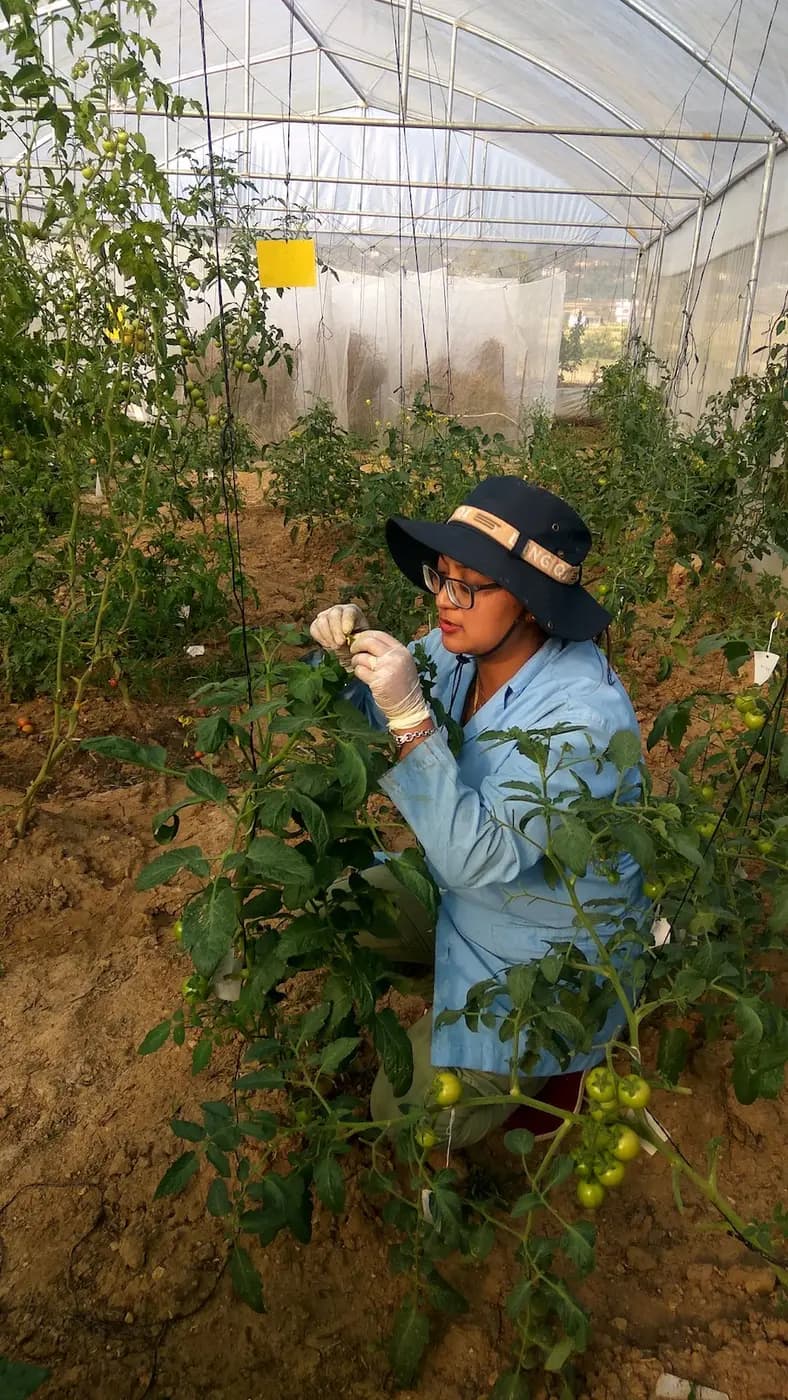 Researcher hand-pollinating tomato flowers inside a polyhouse as part of SS Seeds' breeding programme